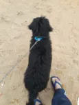 Bolinha