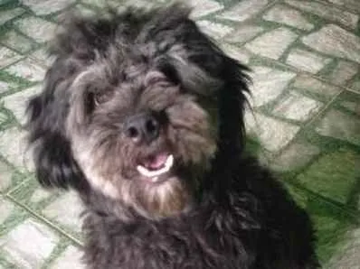 Cachorro ra a SRD idade 2 anos nome Bolinha