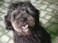 Bolinha
