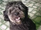 Cachorro raça SRD idade 2 anos nome Bolinha