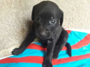 Cachorro raça Hotweiller  idade Abaixo de 2 meses nome Filhote