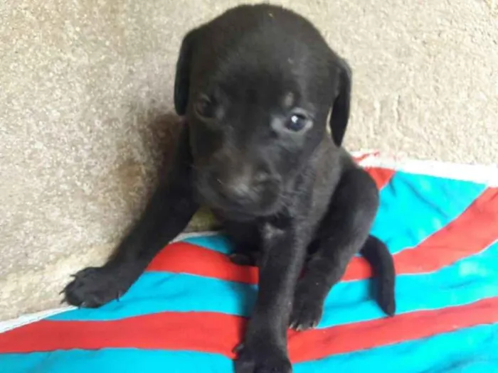Cachorro ra a Hotweiller  idade Abaixo de 2 meses nome Filhote