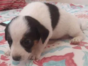 Cachorro raça Vira lata idade Abaixo de 2 meses nome Não dei nomes a eles