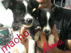 Cachorro raça SRD idade 2 a 6 meses nome Totós