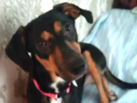 Cachorro ra a Vira-lata idade 7 a 11 meses nome Estrela
