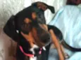 Estrela