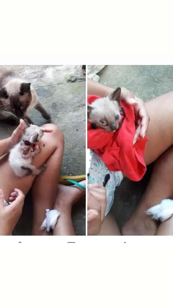 Gato ra a Siamês  idade Abaixo de 2 meses nome Francisco 