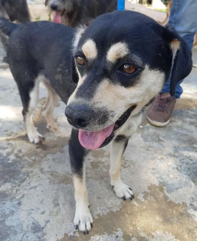 Cachorro ra a SRD idade 3 anos nome PEDRITA