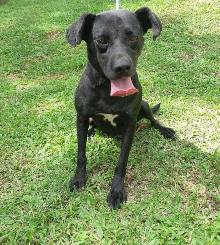 Cachorro ra a SRD idade 3 anos nome BATMAN