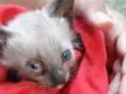 Gato raça Siamês  idade Abaixo de 2 meses nome Francisco 