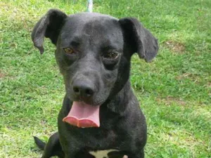 Cachorro raça SRD idade 3 anos nome BATMAN