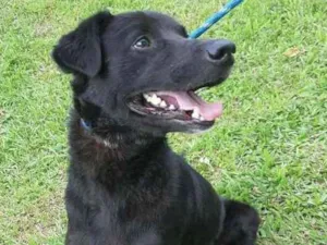 Cachorro raça SRD idade 2 anos nome CROCANTE