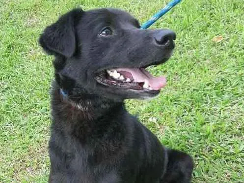 Cachorro raça SRD idade 2 anos nome CROCANTE