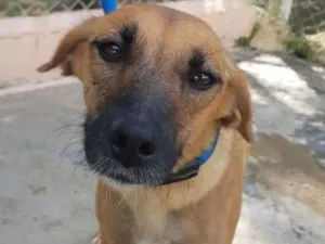 Cachorro raça SRD idade 1 ano nome JENIFER