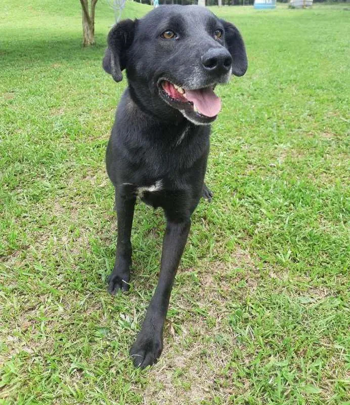 Cachorro raça SRD idade 2 anos nome NICO