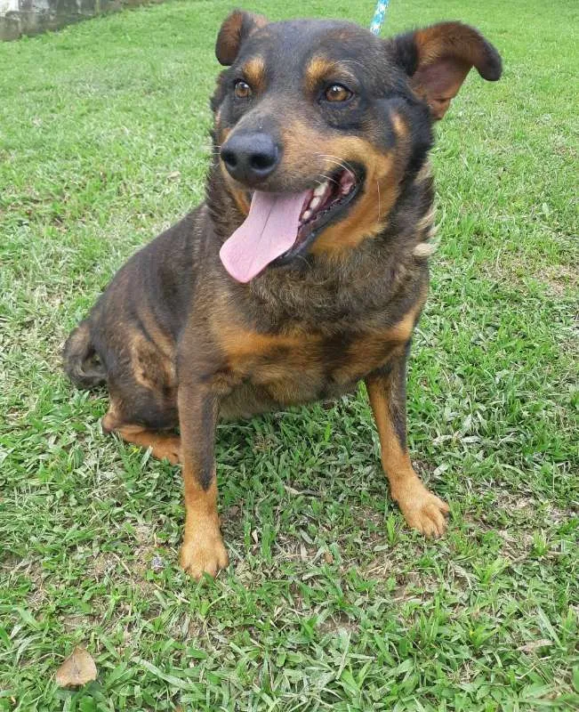 Cachorro ra a SRD idade 6 ou mais anos nome NESCAU