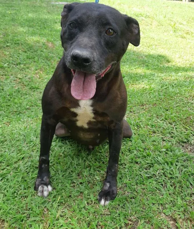 Cachorro ra a SRD idade 4 anos nome PITTY