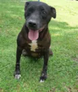 PITTY