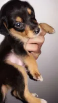 Laila