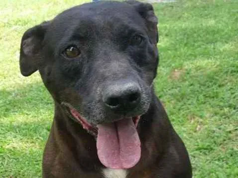 Cachorro ra a SRD idade 4 anos nome PITTY