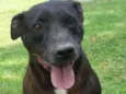 PITTY
