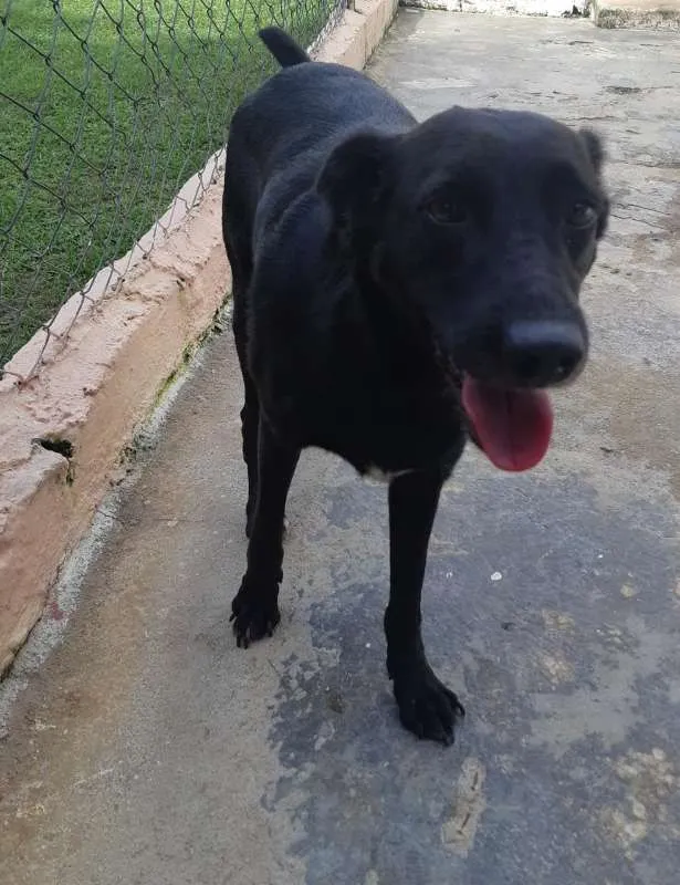 Cachorro ra a SRD idade 3 anos nome PEPI
