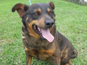 Cachorro raça SRD idade 6 ou mais anos nome NESCAU