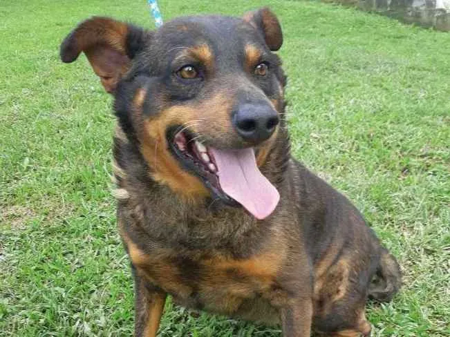 Cachorro ra a SRD idade 6 ou mais anos nome NESCAU