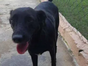 Cachorro raça SRD idade 3 anos nome PEPI