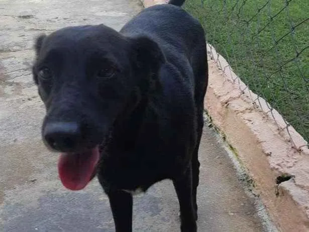 Cachorro ra a SRD idade 3 anos nome PEPI