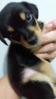 Laila