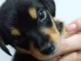 Laila