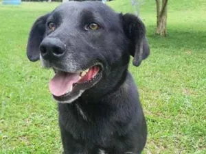 Cachorro raça SRD idade 2 anos nome NICO