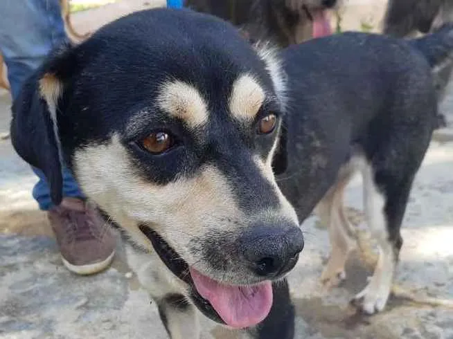 Cachorro ra a SRD idade 3 anos nome PEDRITA
