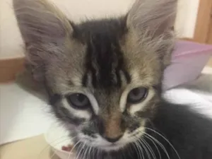 Gato raça SRD  idade 7 a 11 meses nome Abel e Baby 
