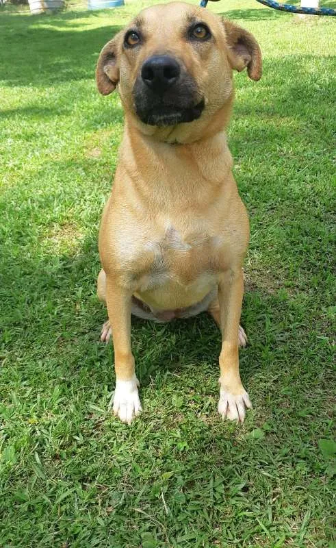 Cachorro ra a SRD idade 3 anos nome MIA 