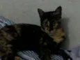 Mel