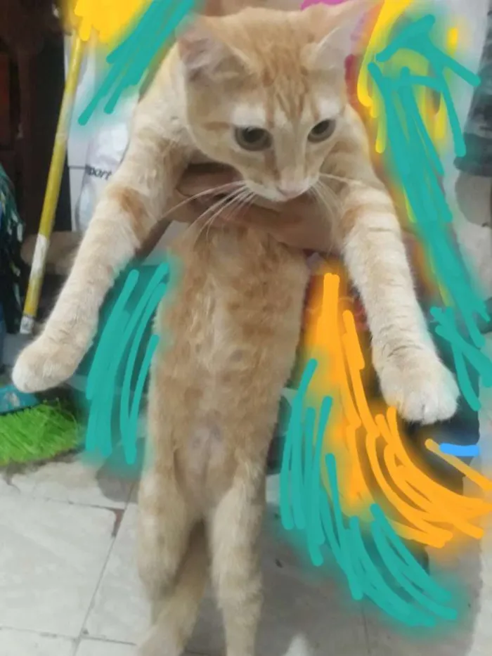 Gato raça Gata idade 7 a 11 meses nome Princesa