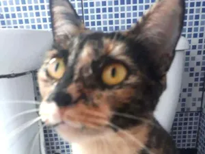 Gato raça Vira-lata idade 1 ano nome Mel
