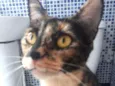 Mel