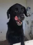 Cachorro raça SRD idade 3 anos nome MANE