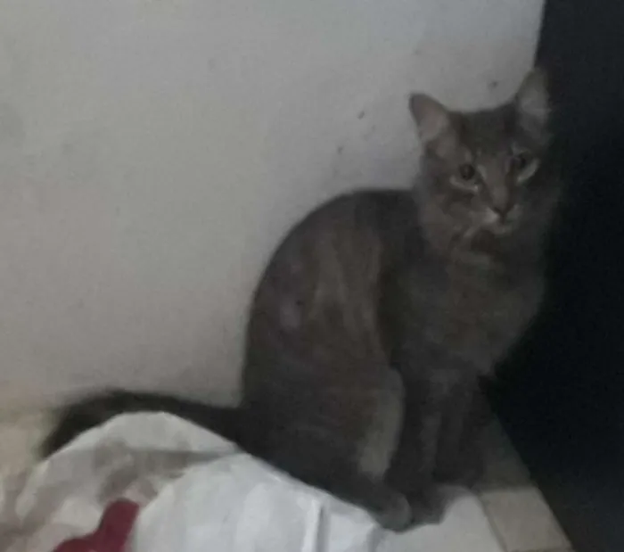 Gato raça Gato idade 7 a 11 meses nome Lek