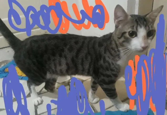 Gato raça Gato idade 7 a 11 meses nome Diferentão