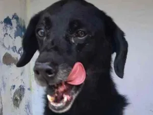 Cachorro raça SRD idade 3 anos nome MANE