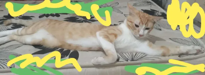 Gato raça Gato idade 7 a 11 meses nome Eminen