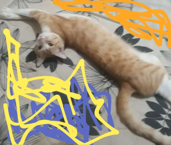 Gato raça Gato idade 7 a 11 meses nome Eminen