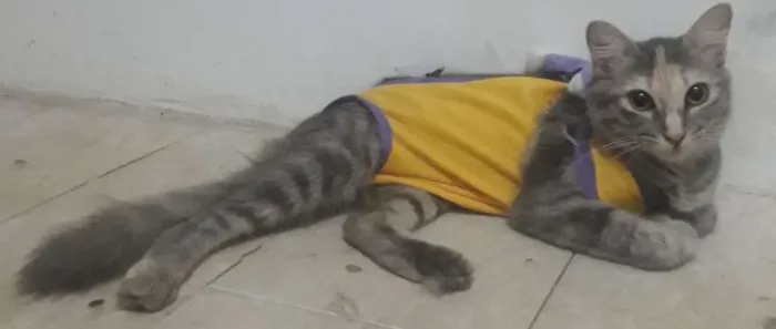 Gato raça Gata idade 2 a 6 meses nome Nat