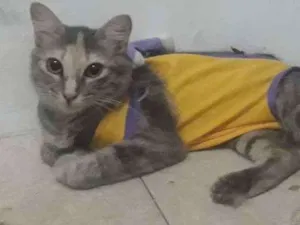 Gato raça Gata idade 2 a 6 meses nome Nat
