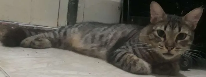 Gato raça Gata idade 1 ano nome Many