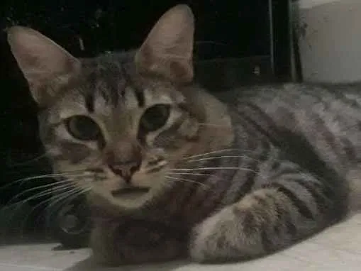 Gato raça Gata idade 1 ano nome Many
